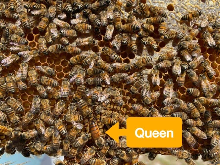 What Does a Queen Bee Look Like? – PestWorld for Kids