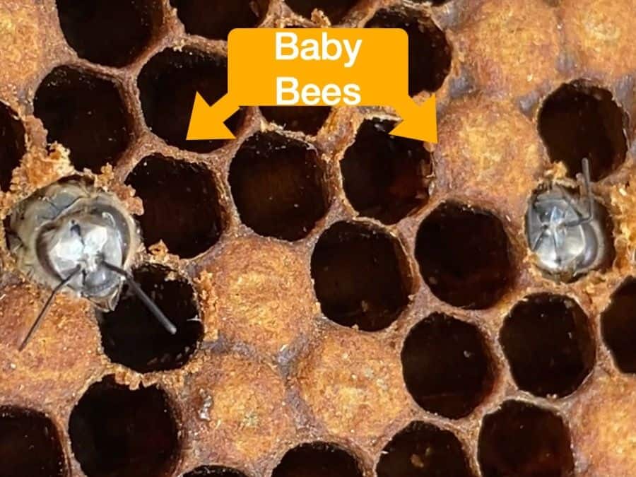How's the hive