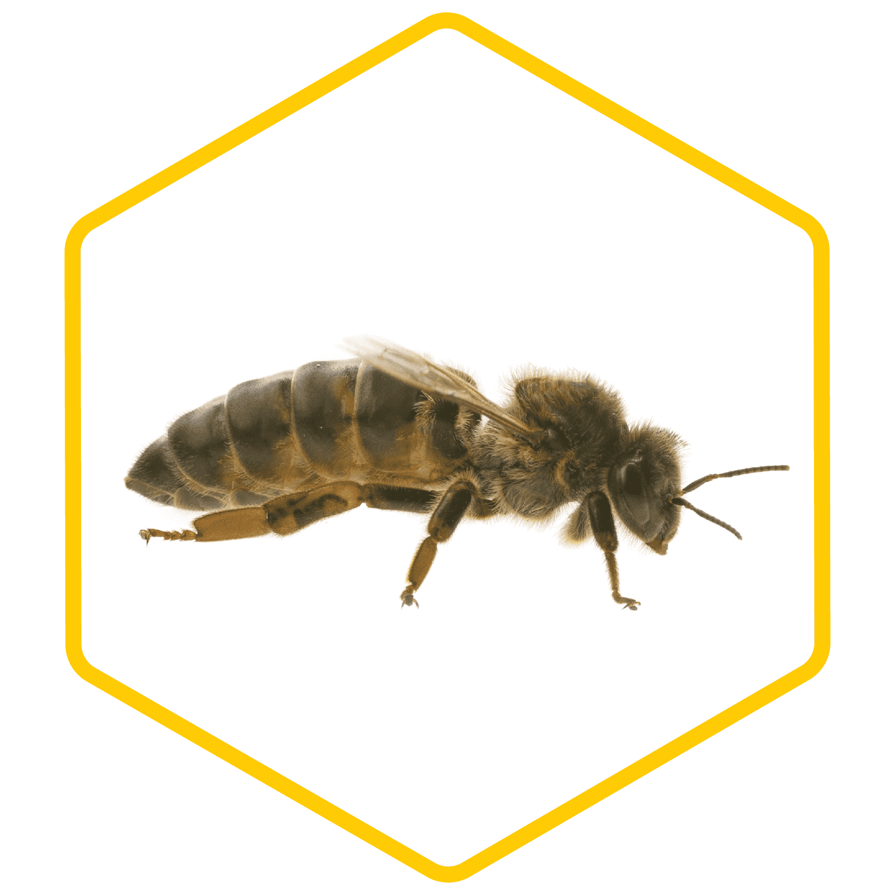 The life of a queen bee – Just Bee Honey