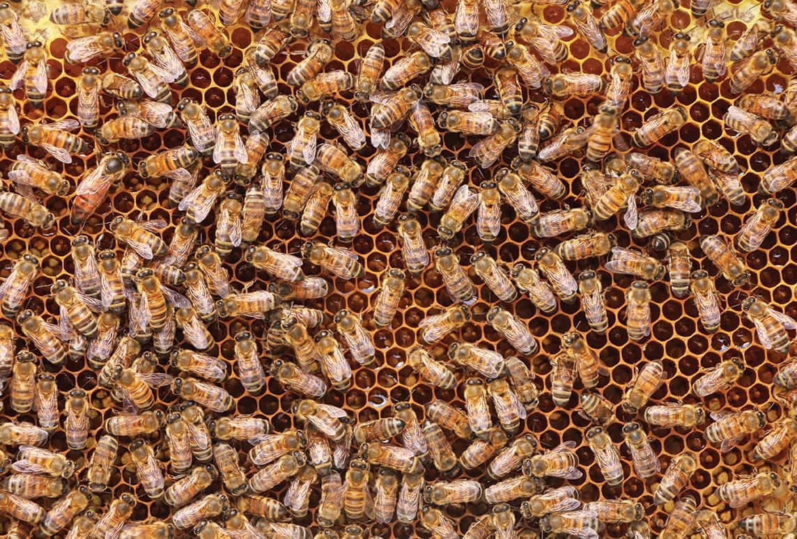 What Does a Queen Bee Look Like? – PestWorld for Kids