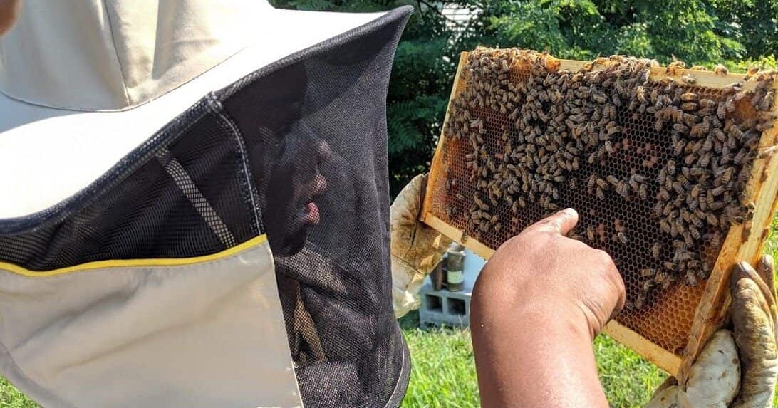 1. History of Bee keeping-1.pptx